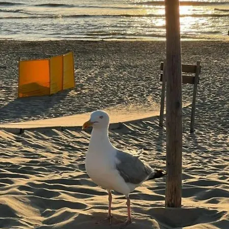 아파트 Aan Zee Bis 4 Personen 2 Hunde 300m Strand *